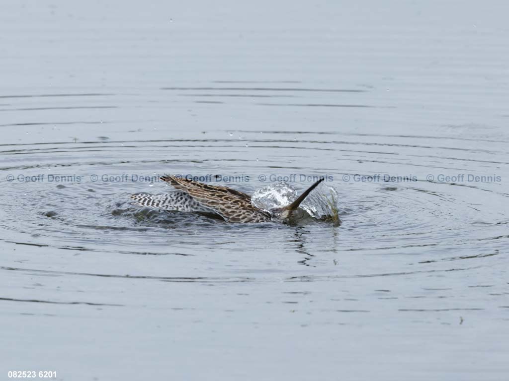 SBDO-BC_Short-billed-Dowitcher