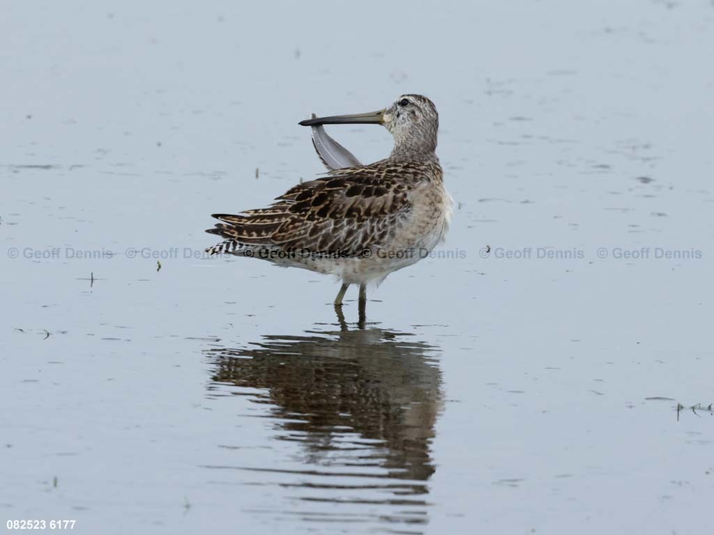 SBDO-BD_Short-billed-Dowitcher