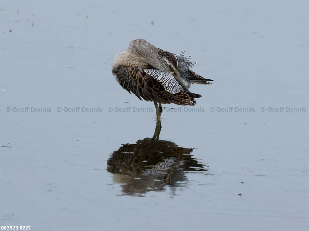 SBDO-BE_Short-billed-Dowitcher