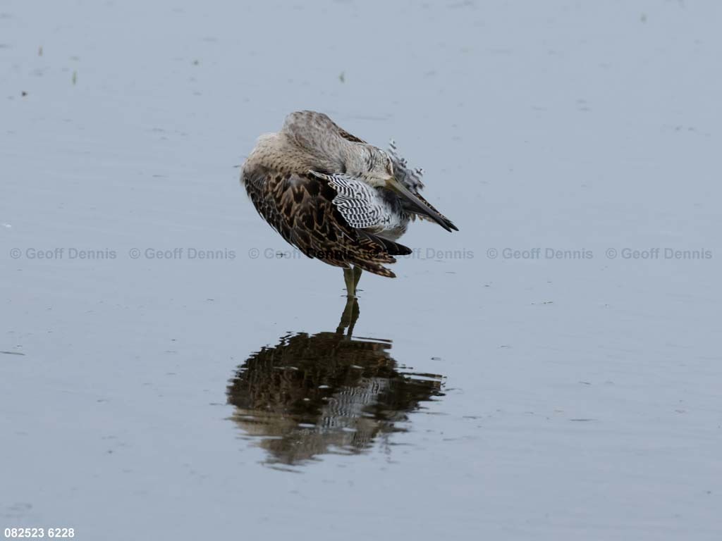 SBDO-BF_Short-billed-Dowitcher