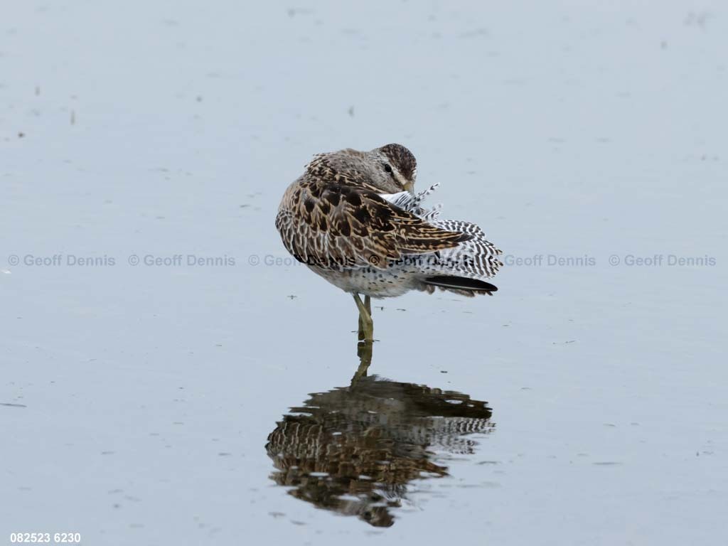 SBDO-BG_Short-billed-Dowitcher