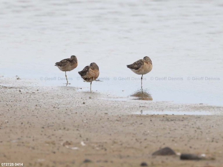 SBDO-BH_Short-billed-Dowitcher