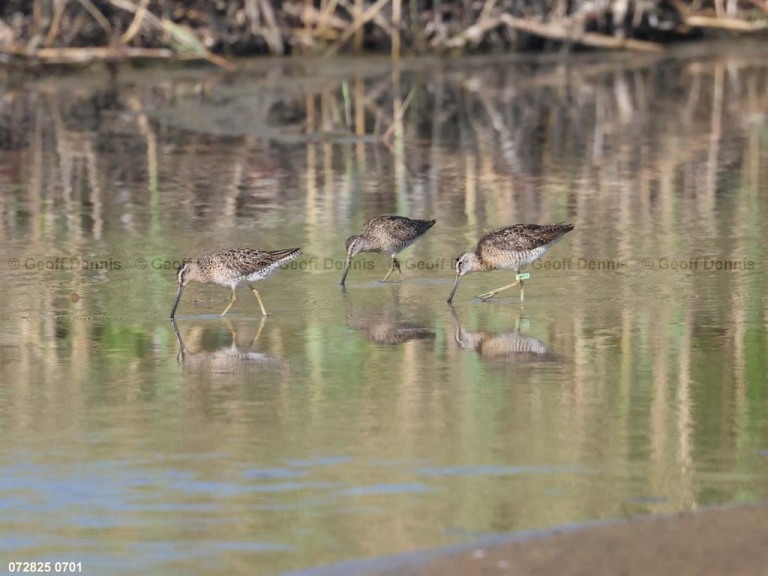 SBDO-BI_Short-billed-Dowitcher