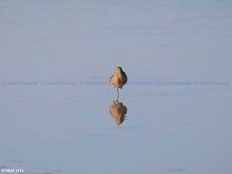 SBDO-BJ_Short-billed-Dowitcher
