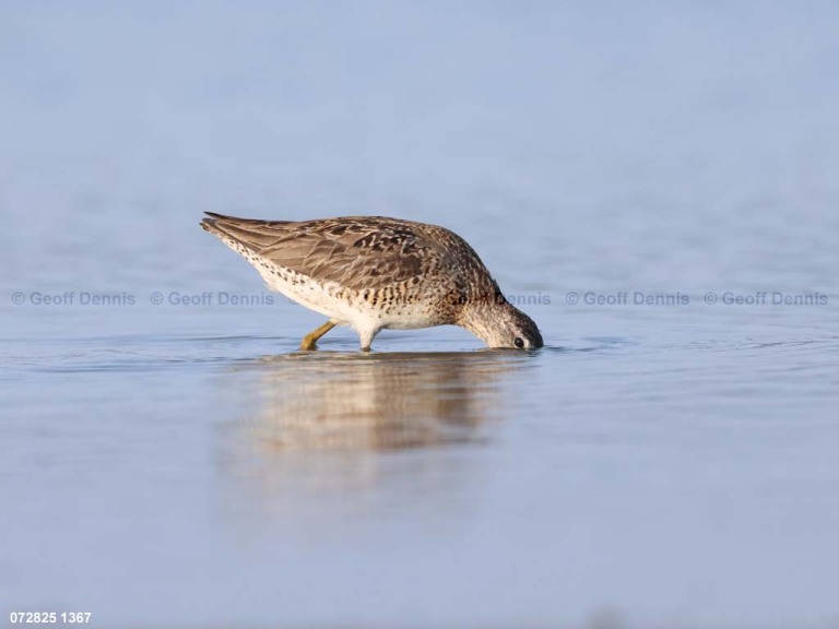 SBDO-BK_Short-billed-Dowitcher