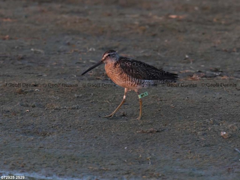 SBDO-BL_Short-billed-Dowitcher