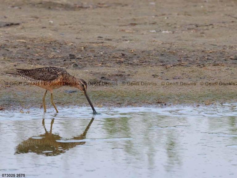 SBDO-BM_Short-billed-Dowitcher