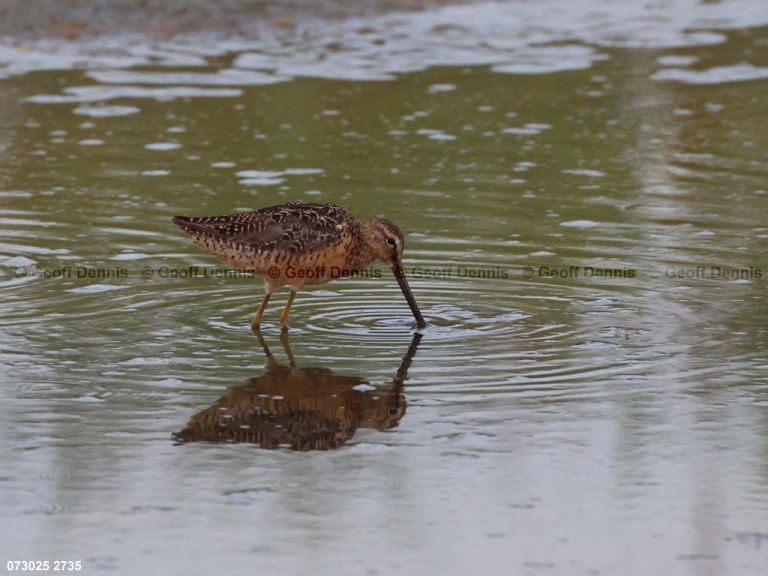 SBDO-BN_Short-billed-Dowitcher