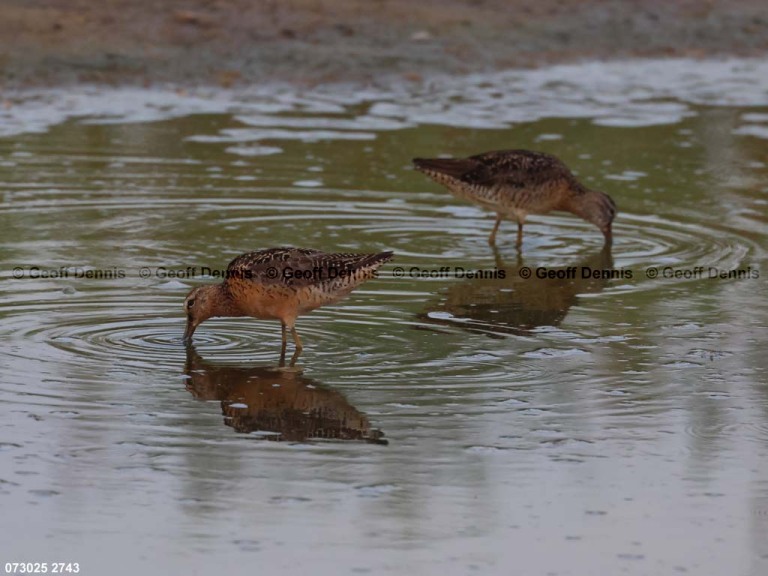 SBDO-BO_Short-billed-Dowitcher