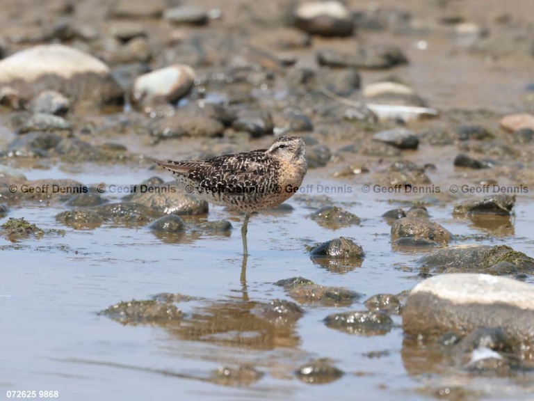 SBDO-BP_Short-billed-Dowitcher
