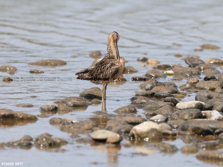 SBDO-BQ_Short-billed-Dowitcher