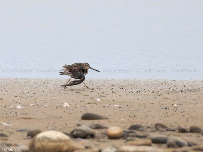SBDO-BR_Short-billed-Dowitcher