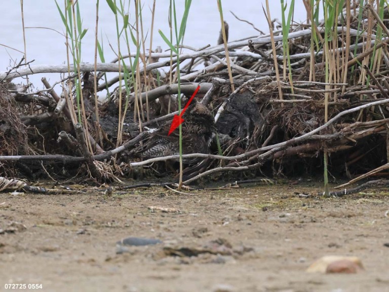 SBDO-BS_Short-billed-Dowitcher