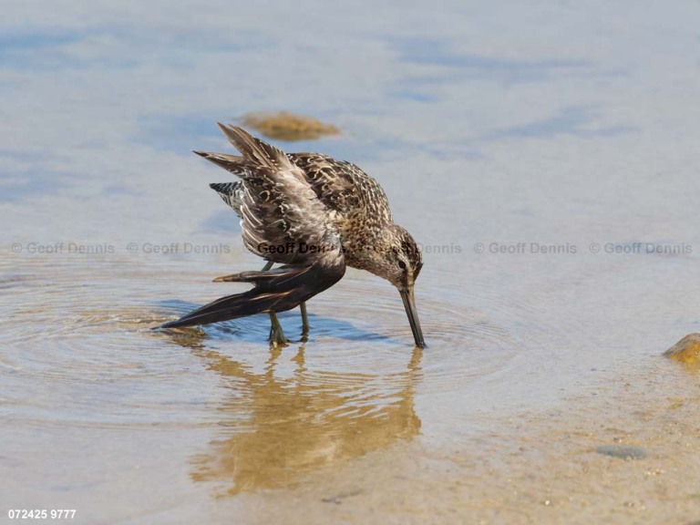 SBDO-BT_Short-billed-Dowitcher