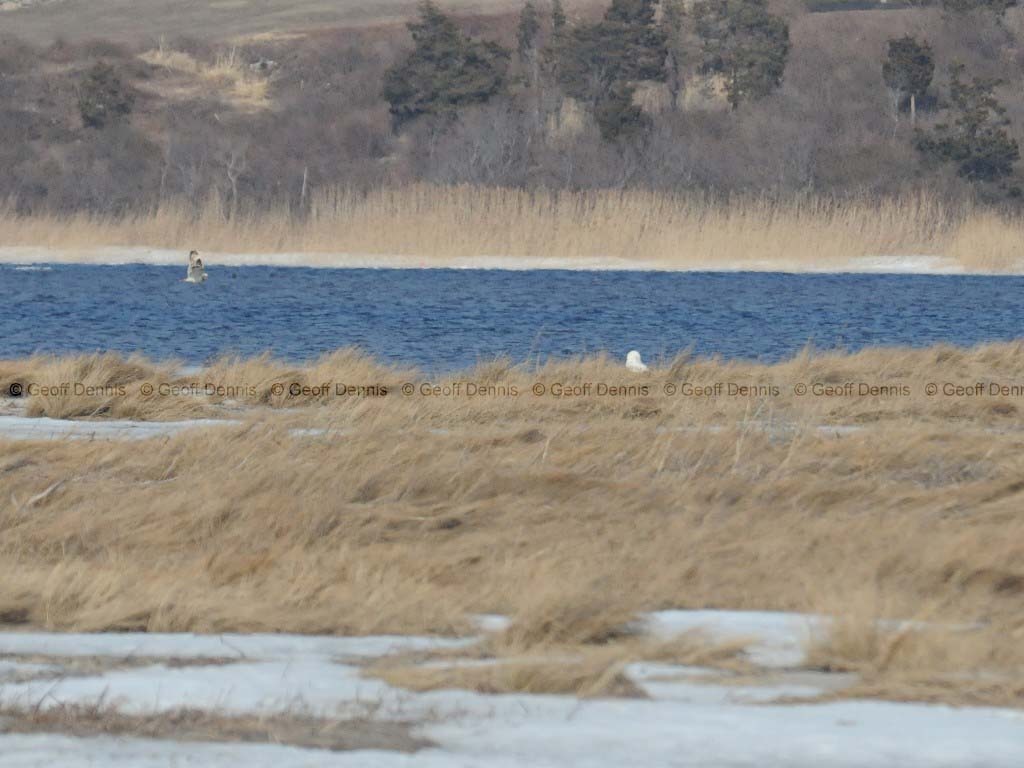 SEOW-AA_Short-eared-Owl