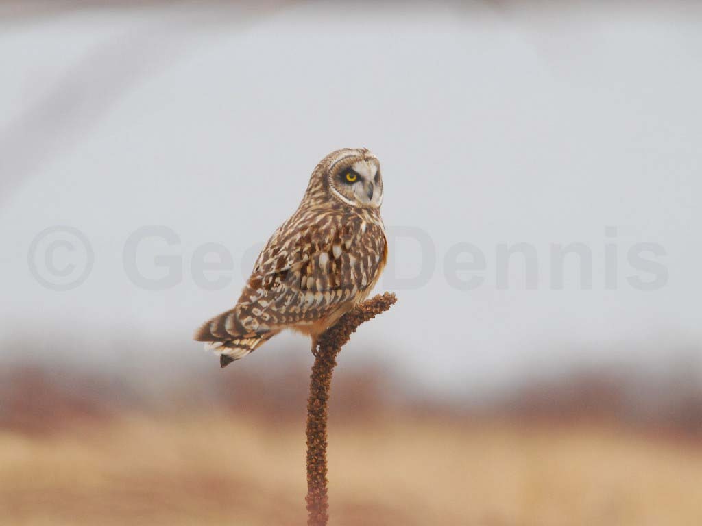 SEOW-AB_Short-eared-Owl