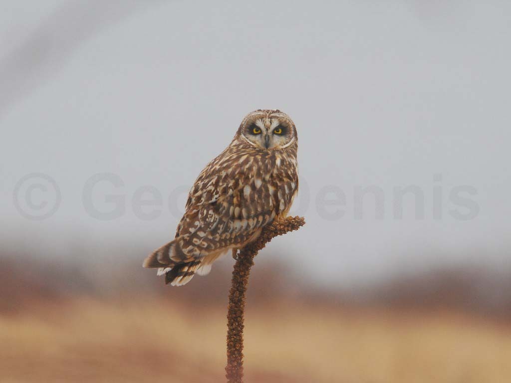 SEOW-AC_Short-eared-Owl