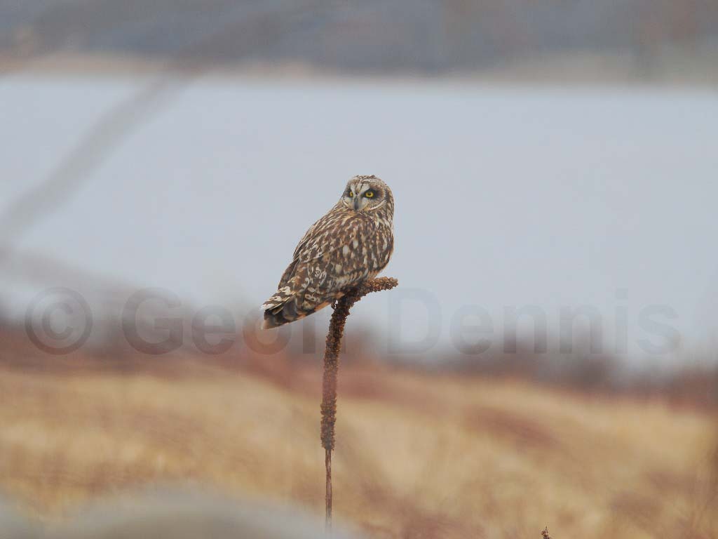 SEOW-AD_Short-eared-Owl