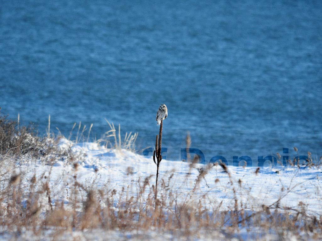 SEOW-AE_Short-eared-Owl