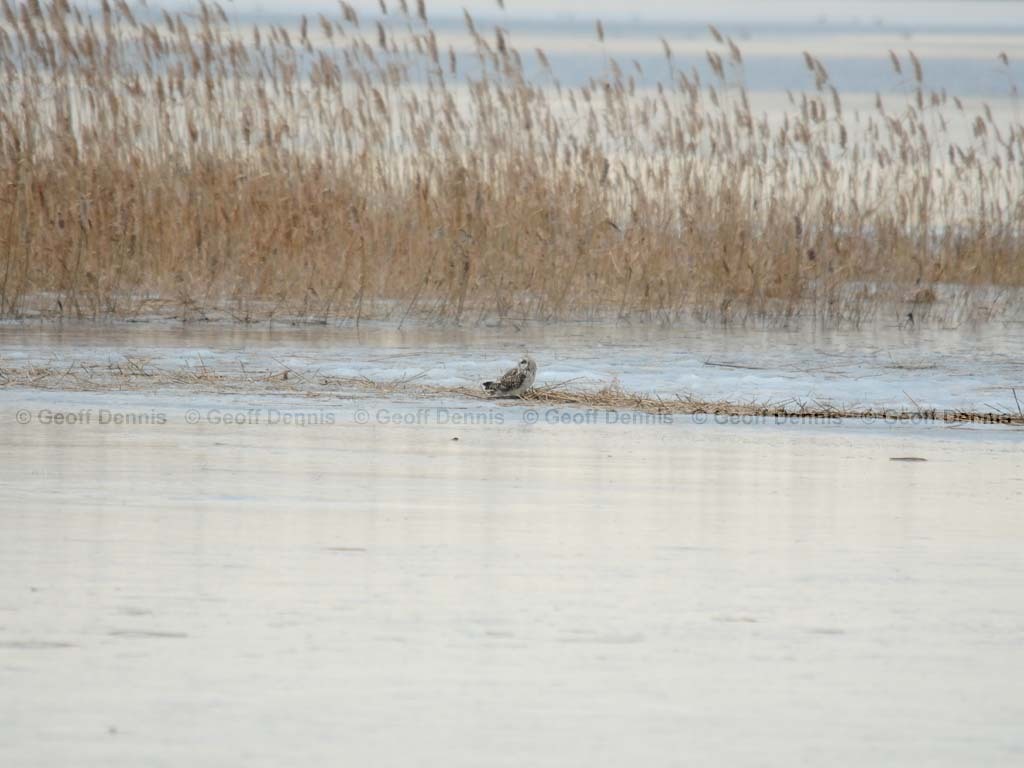 SEOW-AF_Short-eared-Owl