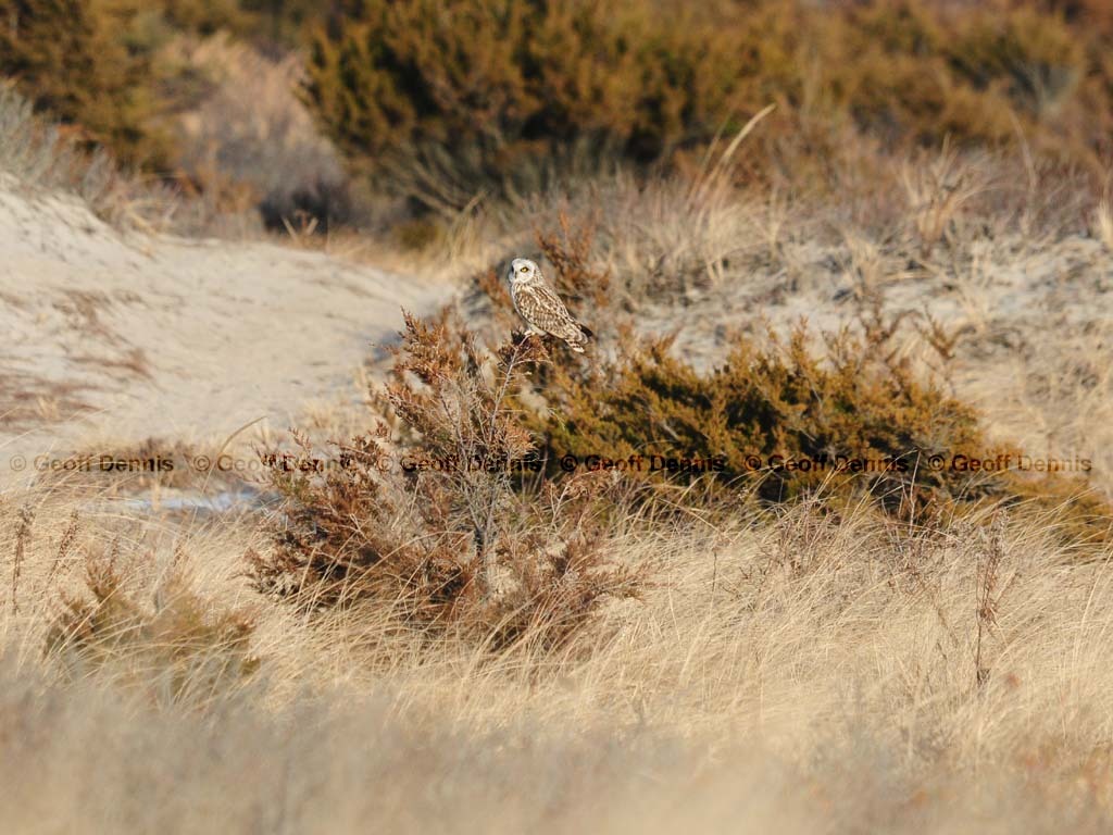 SEOW-AH_Short-eared-Owl