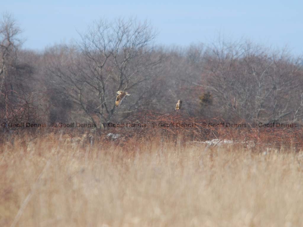 SEOW-AI_Short-eared-Owl