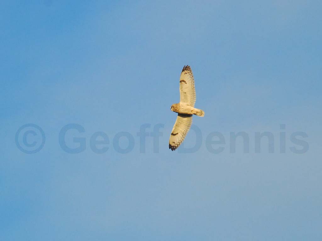 SEOW-AJ_Short-eared-Owl