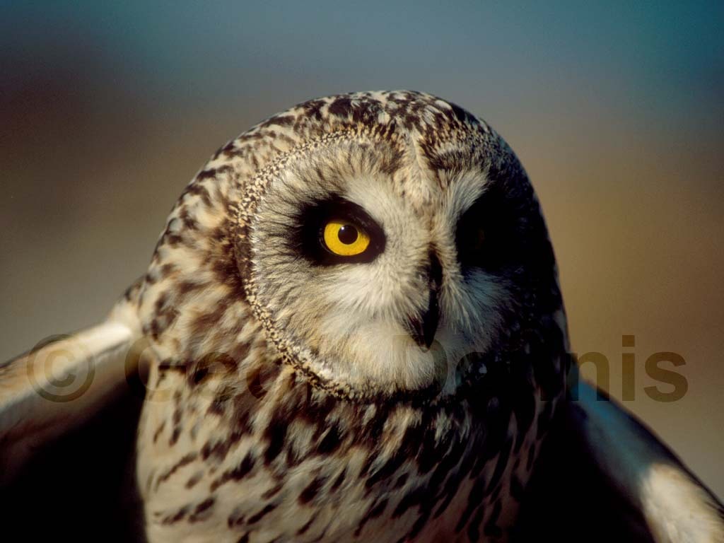 SEOW-AL_Short-eared-Owl