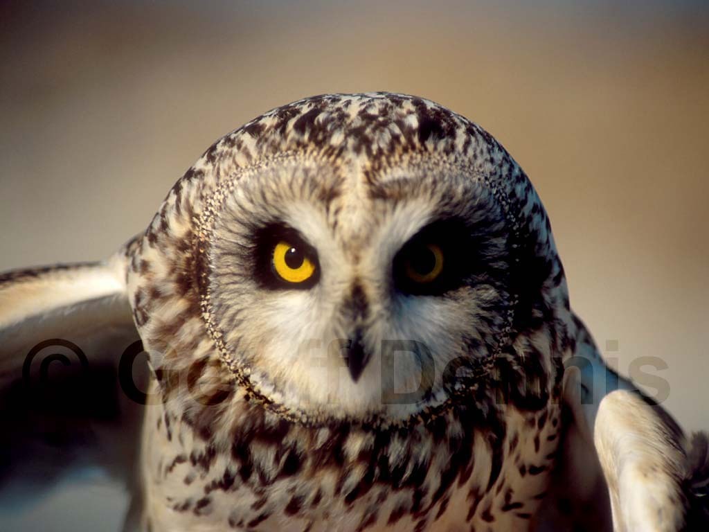 SEOW-AM_Short-eared-Owl