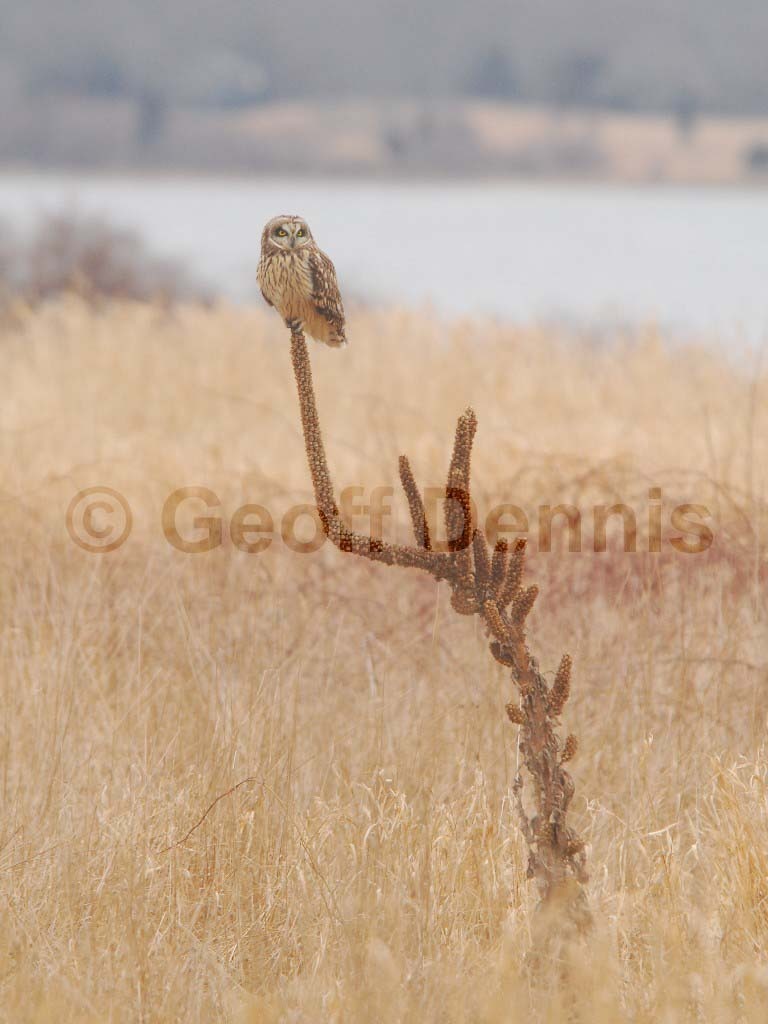 SEOW-AN_Short-eared-Owl
