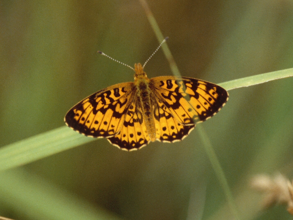 Silver-bordered-Fritillary-AA