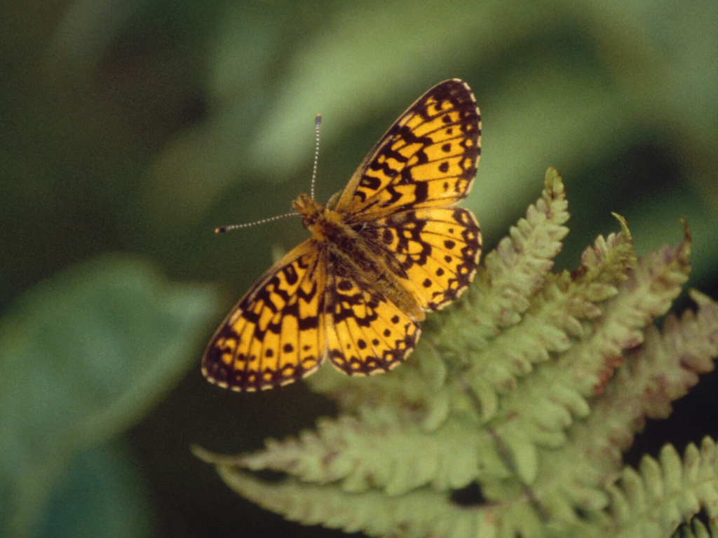 Silver-bordered-Fritillary-AB