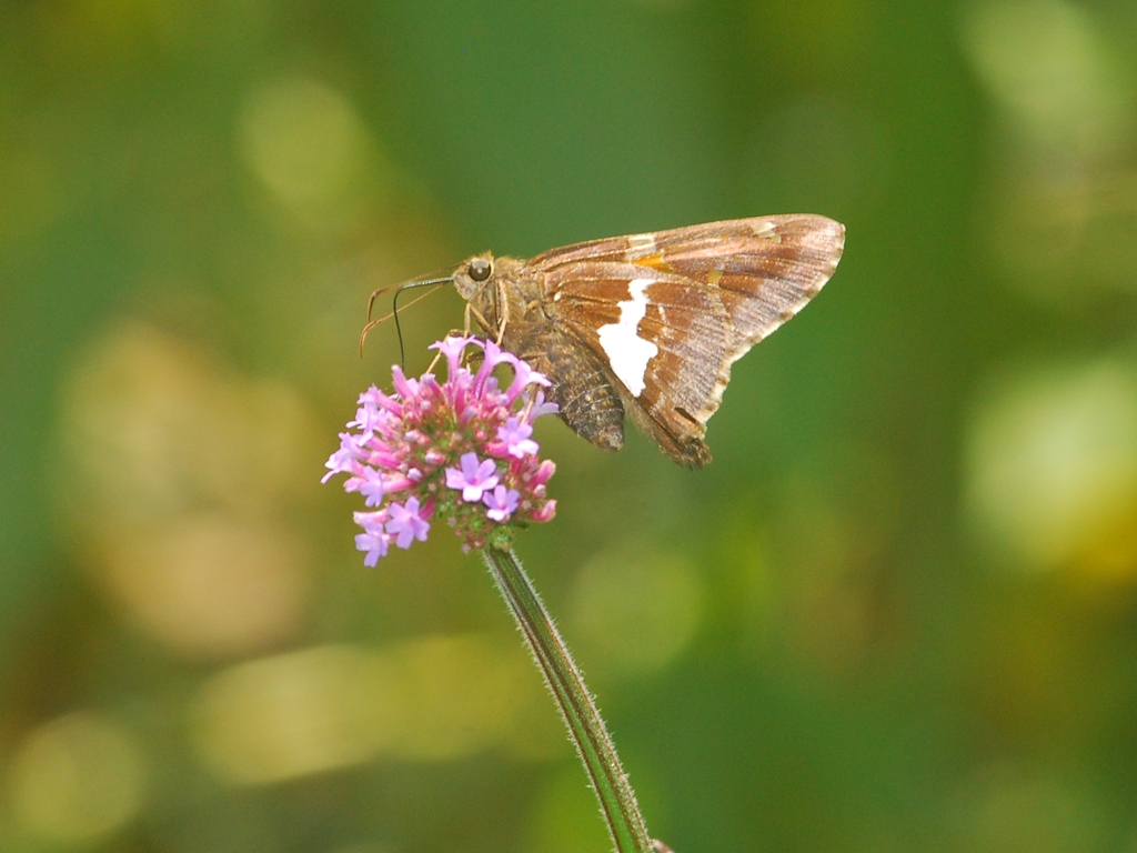 Silver-spotted-Skipper-AA
