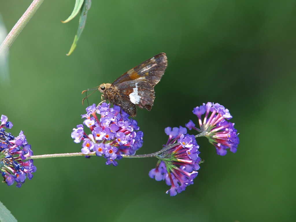 Silver-spotted-Skipper-AB