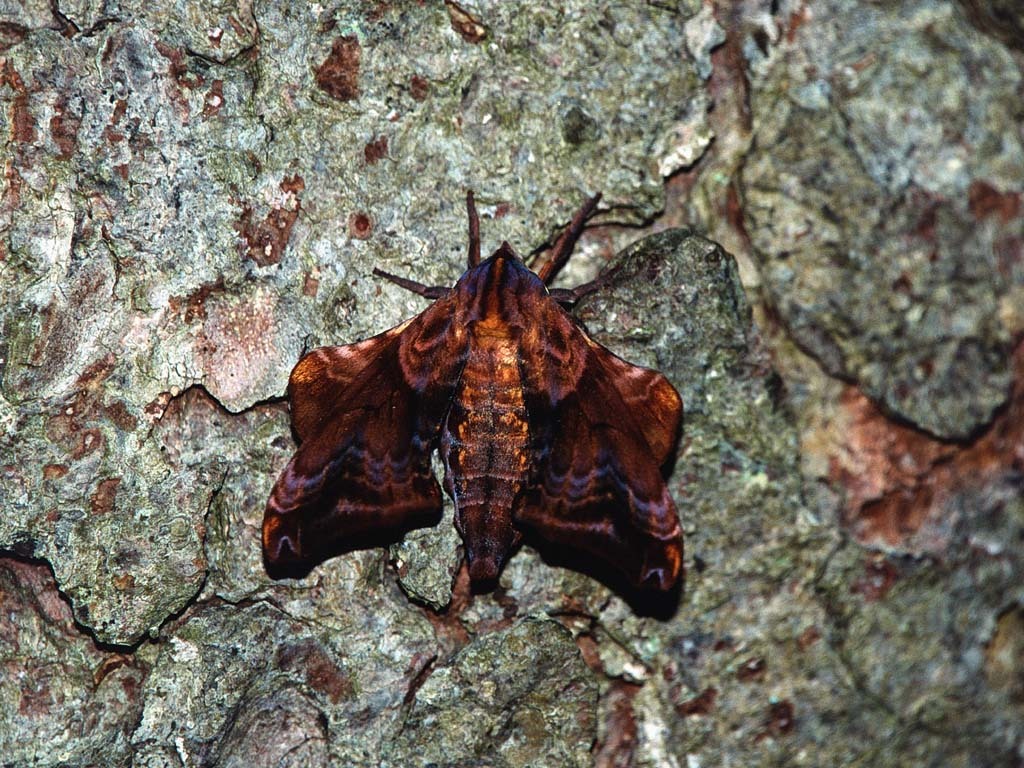 Small-eyed-Sphinx-Moth-AA