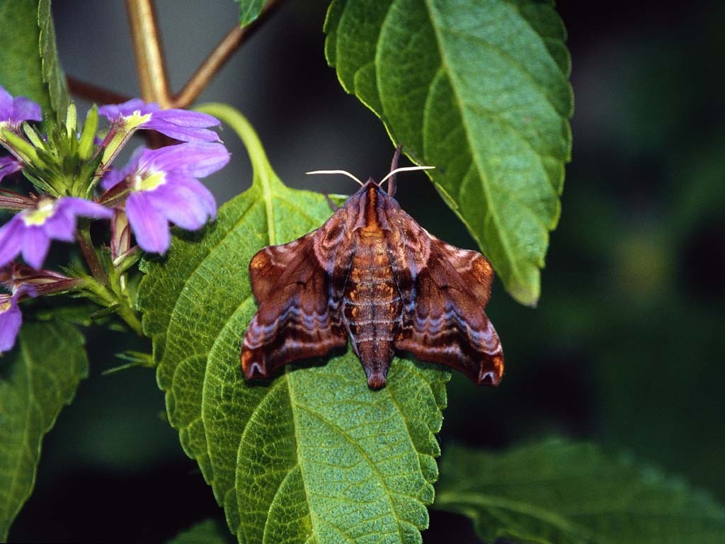 Small-eyed-Sphinx-Moth-AB