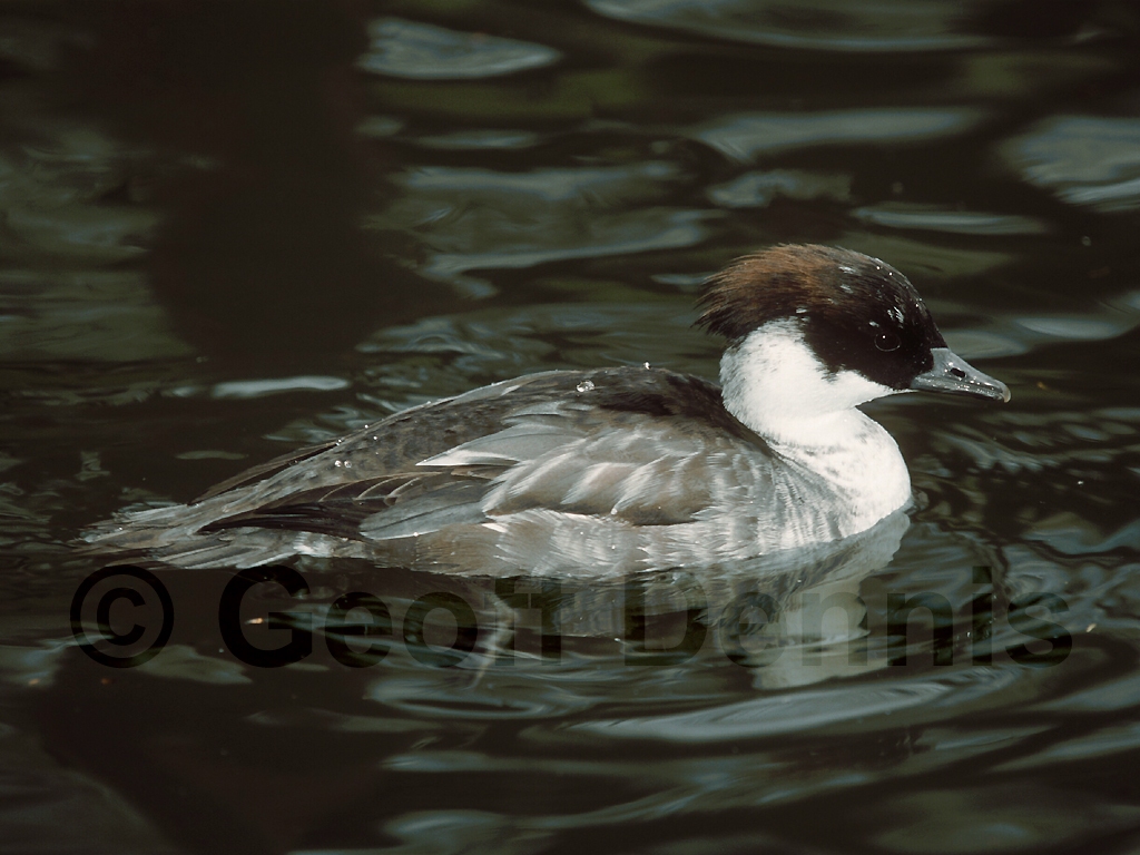 SMEW-AA_Smew