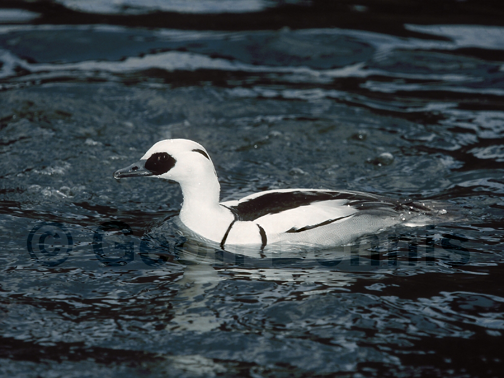 SMEW-AB_Smew