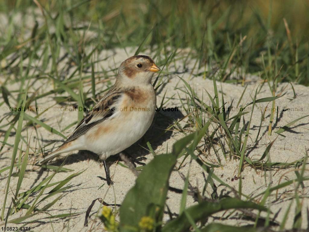 SNBU-BL_Snow-Bunting