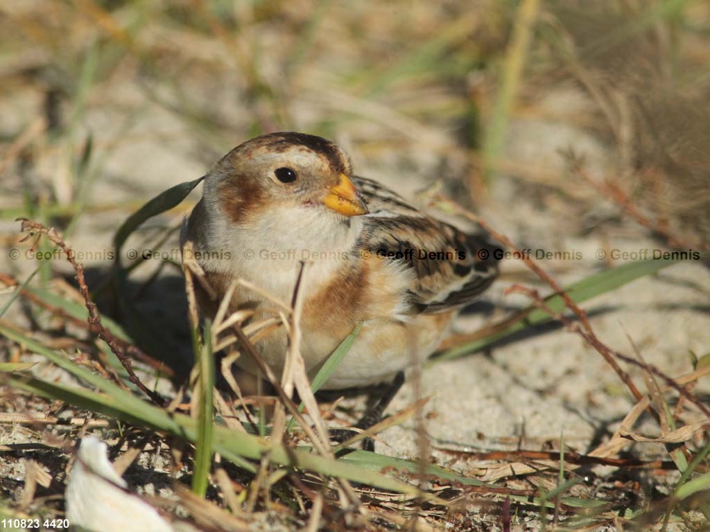 SNBU-BM_Snow-Bunting