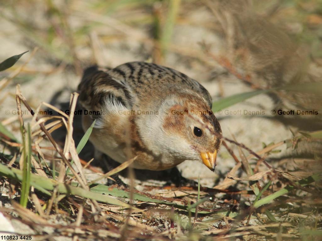 SNBU-BN_Snow-Bunting
