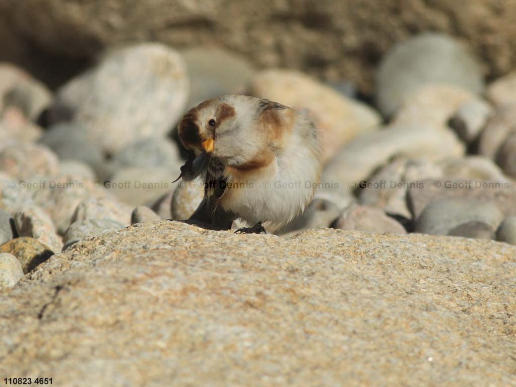 SNBU-BO_Snow-Bunting