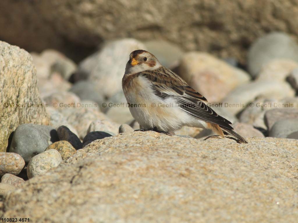 SNBU-BP_Snow-Bunting
