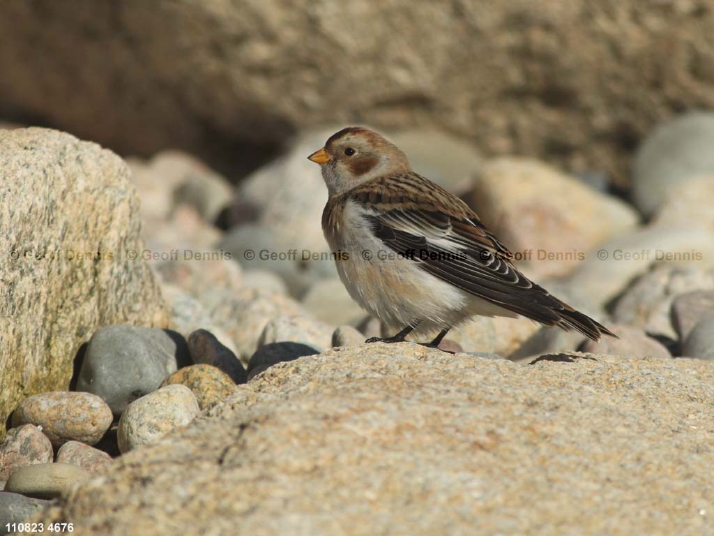 SNBU-BQ_Snow-Bunting