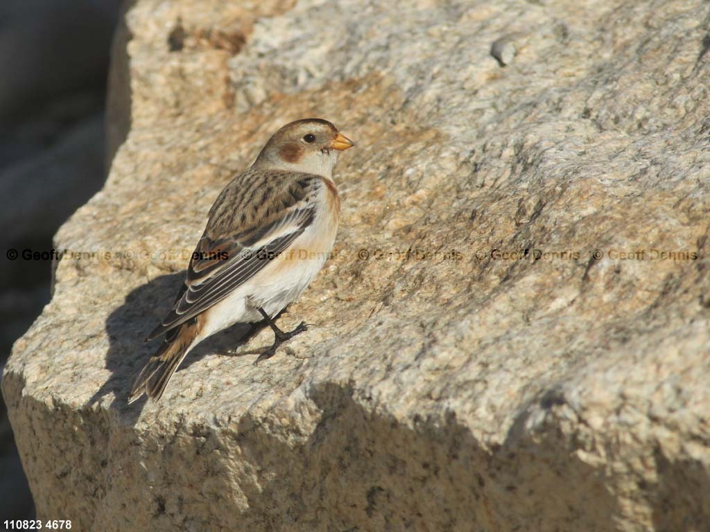 SNBU-BR_Snow-Bunting