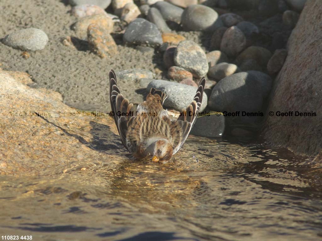 SNBU-BS_Snow-Bunting