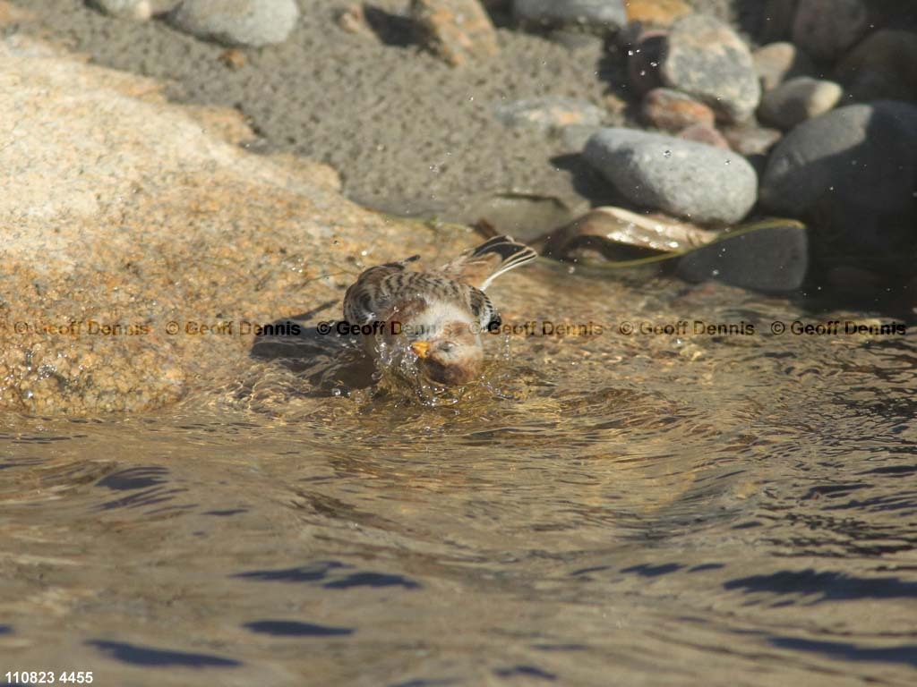 SNBU-BT_Snow-Bunting