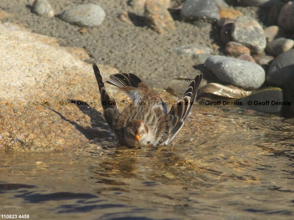 SNBU-BU_Snow-Bunting