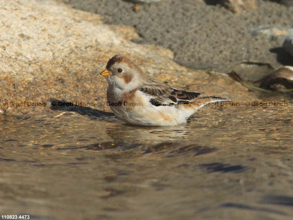 SNBU-BV_Snow-Bunting