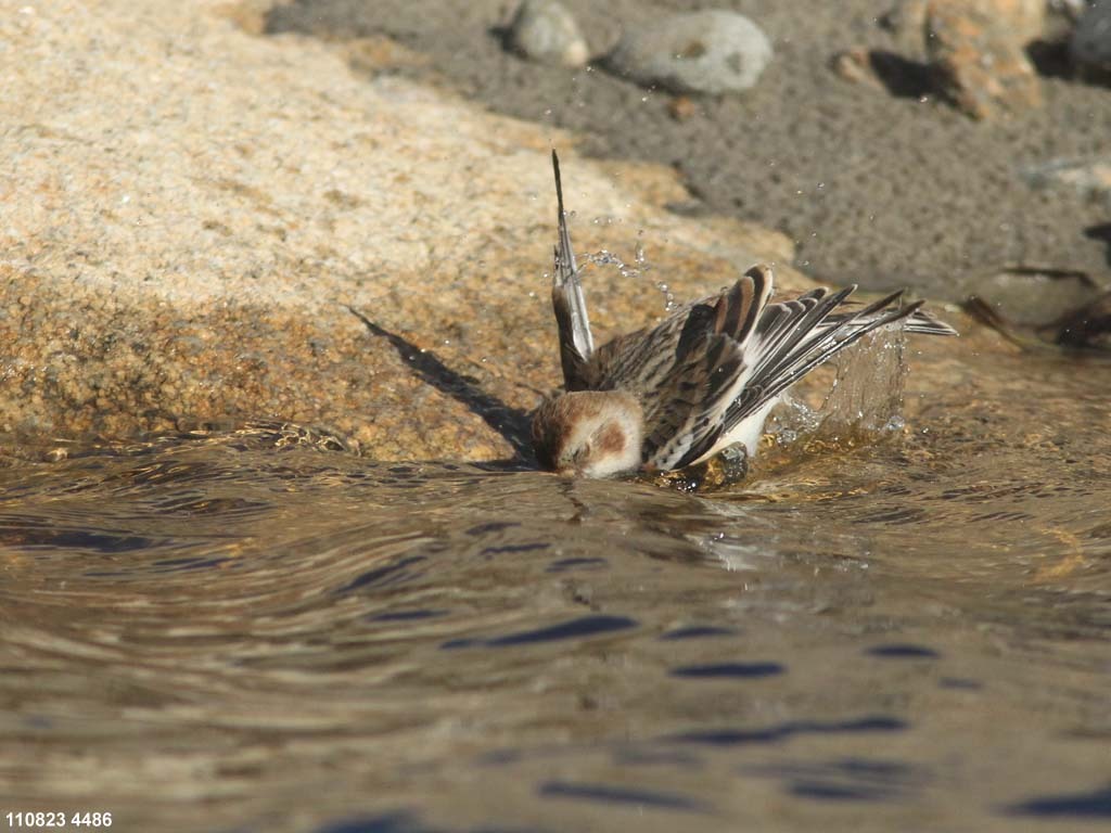 SNBU-BW_Snow-Bunting